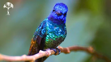 The Secret Lives of Hummingbirds | Narrated by David Attenborough | Nature Documentary