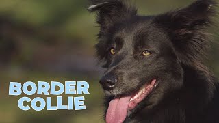 Border Collie - Working and Herding Dog Breed