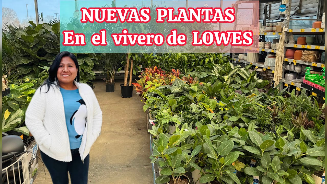 Lo nuevo en plantas de Lowes NC ya llegaron las noche buenas 
