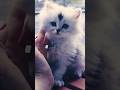 Cute Baby Cats 🐱✨ #cats #babycats #котики #коты #милые