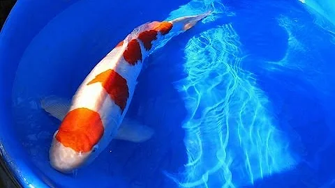 Koi Fish Selection | Jumbo 2 Year old Kohaku Koi from Japan