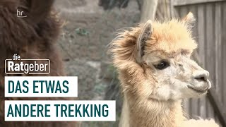 Lamas und Alpakas als Wanderbegleitung | Das Tier an meiner Seite (5/5) | Die Ratgeber