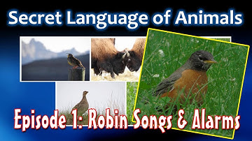 Secret Animal Language E1: Robins, Songbirds Sing for Territory & Alarms