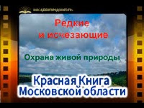 Редкие и исчезающие. Красная Книга Московской области.