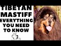 The TIBETAN MASTIFF!  Everything you need to know!  DogCastTV!