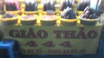 Mam Co Giao Thao 4444 thom ngon