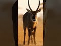 Protective Mother Antelope Sends Lion Flying! 🦌🦁