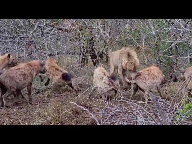 Old male lion stands his ground against 10 hyenas - YouTube