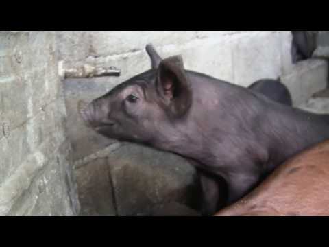 ნახევრად ბაქტერია ......