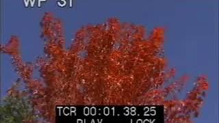 Autumn Leaves - Ed Sheeran Lyrics