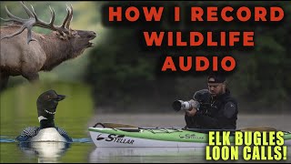 Best Budget Camera Microphones - Recording Professional Wildlife Audio on a Budget! by Harry Collins Photography 3,162 views 3 months ago 6 minutes, 51 seconds