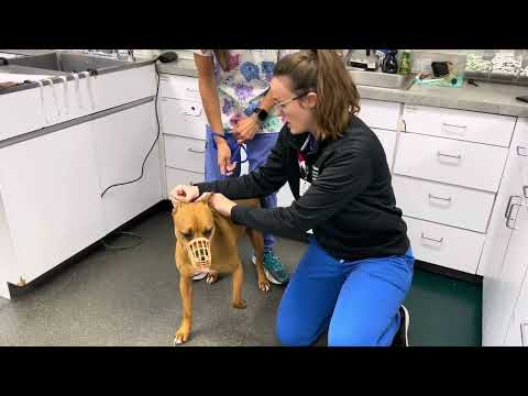 Applying a muzzle to a dog