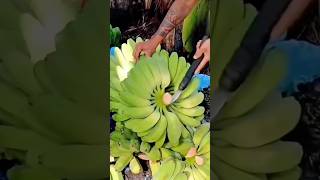 Cutting A Bunch Of Bananas From The Tree Using A Knife