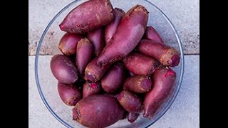 Barbabietole fermentate in salamoia - videoricette di conserve di verdure