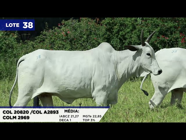 LOTE 38   PACOTE DE EMBRIÕES   COL 20820,COLA_2893,COLM 2969