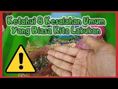 Video: Kesalahan Umum Dalam Memelihara Chinchilla