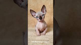 Adorable Bambino Cats : Sphynx Munchkin Cats #shorts