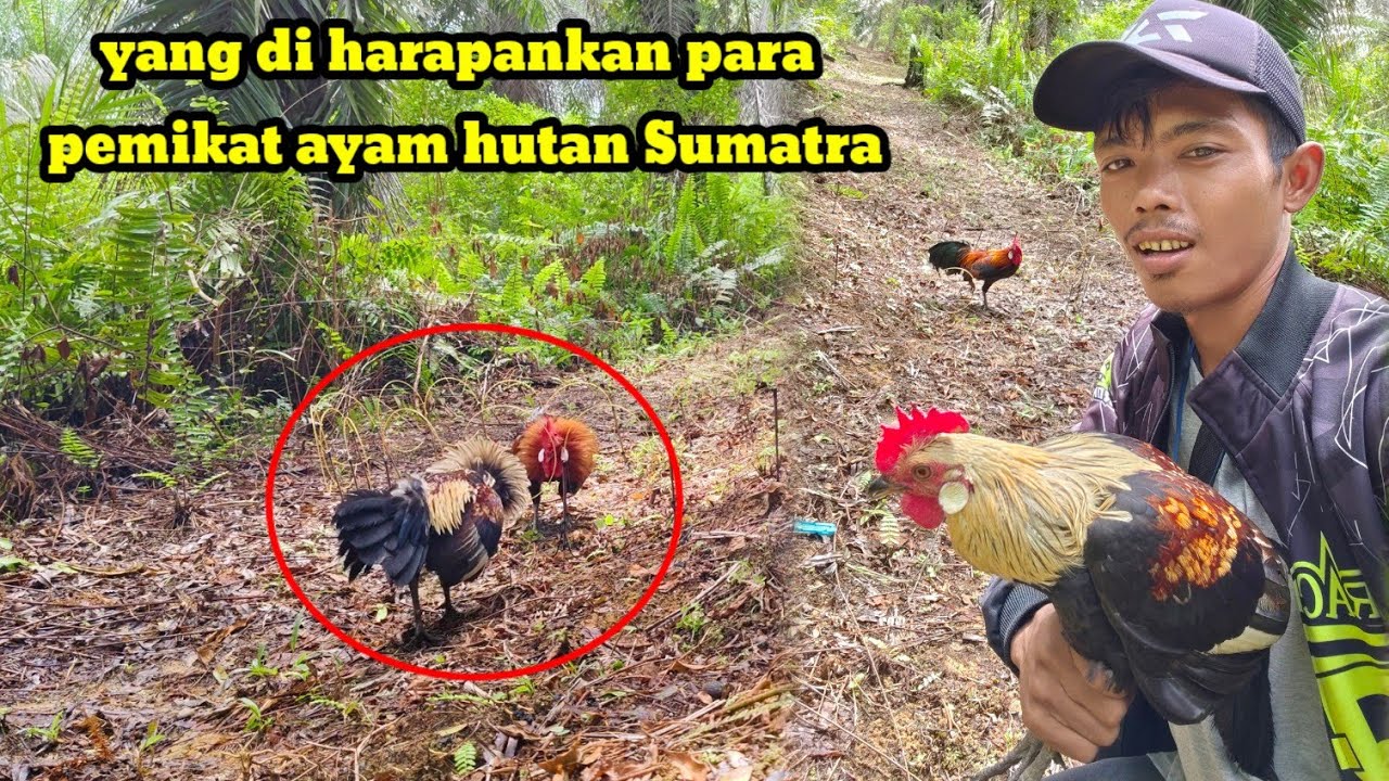 DETIK-DETIK TIDAK TERDUGA || TERNYATA AYAM HUTAN JALAK