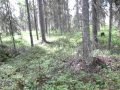 Иду и иду. Сам с собой разговариваю.