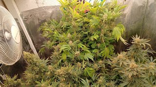 Week 16 Spider Farmer G5000/UVR40 medical marijuana grow Athena nutes DWC hygrozyme weekly series 👀🌱
