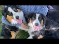 Fluffy Geniuses Crew | Rules of the Pack Leader | #australianshepherd #entlebucher #dogvideos #dogs