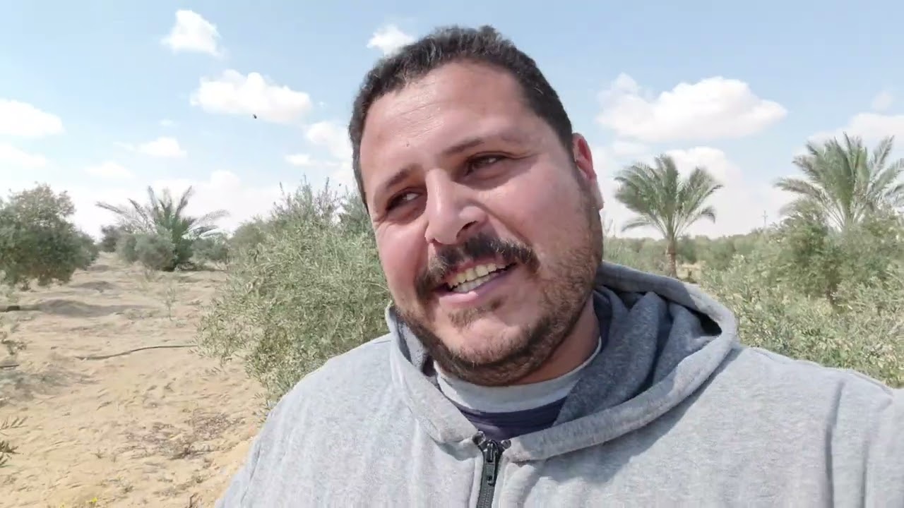 نجاح في مزرعة زيتون ملوحة الري معدية ٥٠٠٠ 