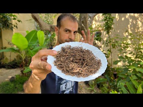نبتة غيرت حياتي نهائي ا وللأبد لن يخبرك أي شخص عن فوائدها الصحية والنفسية شاهد السبب