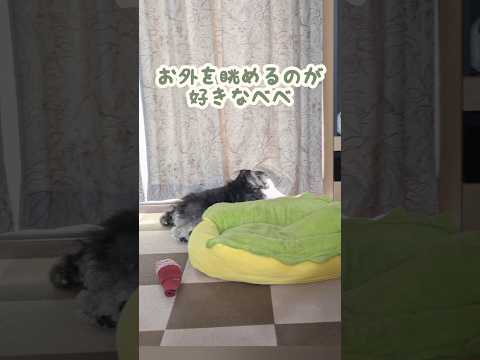 お外見てガッカリしてたのかもしれない #miniatureschnauzer #schnauzer #dog #ミニチュアシュナウザー #シュナウザー #犬のいる暮らし