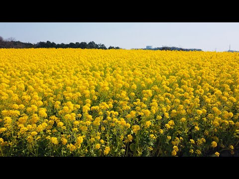 屋外遊具 Canola flower hqdefault.jpg