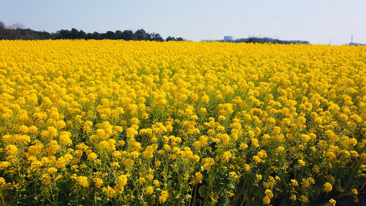 屋外遊具 Canola flower Canola-Blossom Fields in Yokohama Town｜Attractions｜Amazing