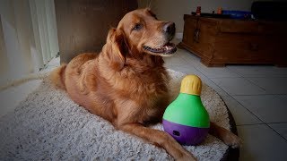 Dog Toy Review: Bob-A-Lot Interactive Treat Dispenser