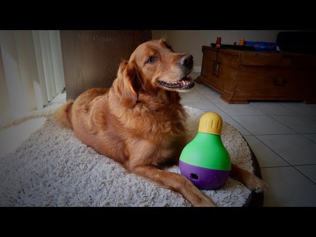 Dog Toy Review: Bob-A-Lot Interactive Treat Dispenser 