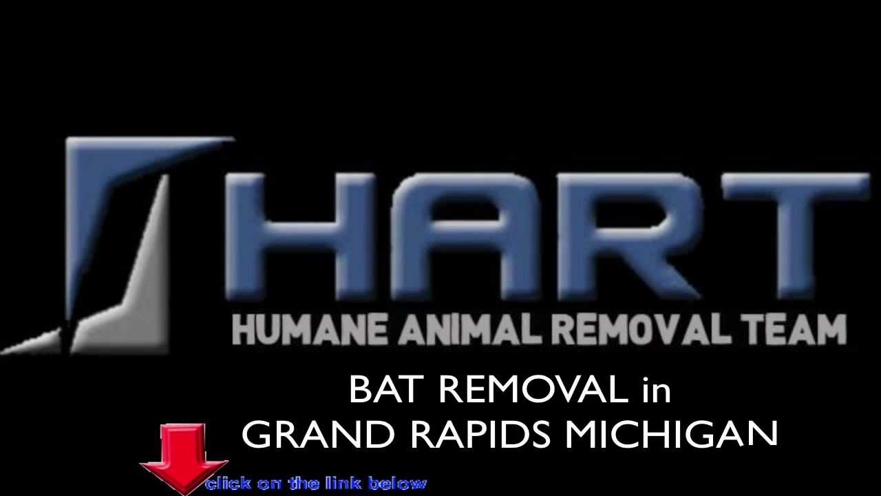 Bat Removal Grand Rapids
