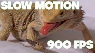 SUPER SLOW MOTION - Pogona eats grasshopper on sofa! 800 FPS with Sony FS700