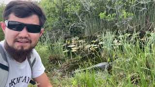 Аллигаторы Флориды, Парк Еверглейд ( 2024)