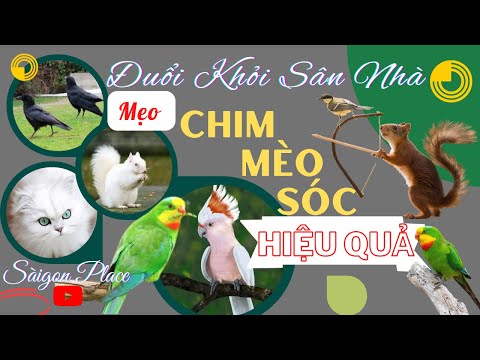 Video: 9 quy tắc hàng đầu dành cho chó con bẻ khóa