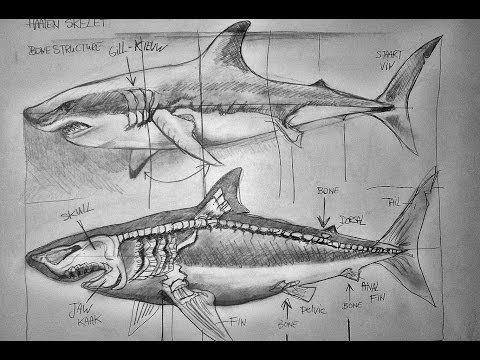 Video: Hoe Teken Je Een Haai Met Een Potlood?