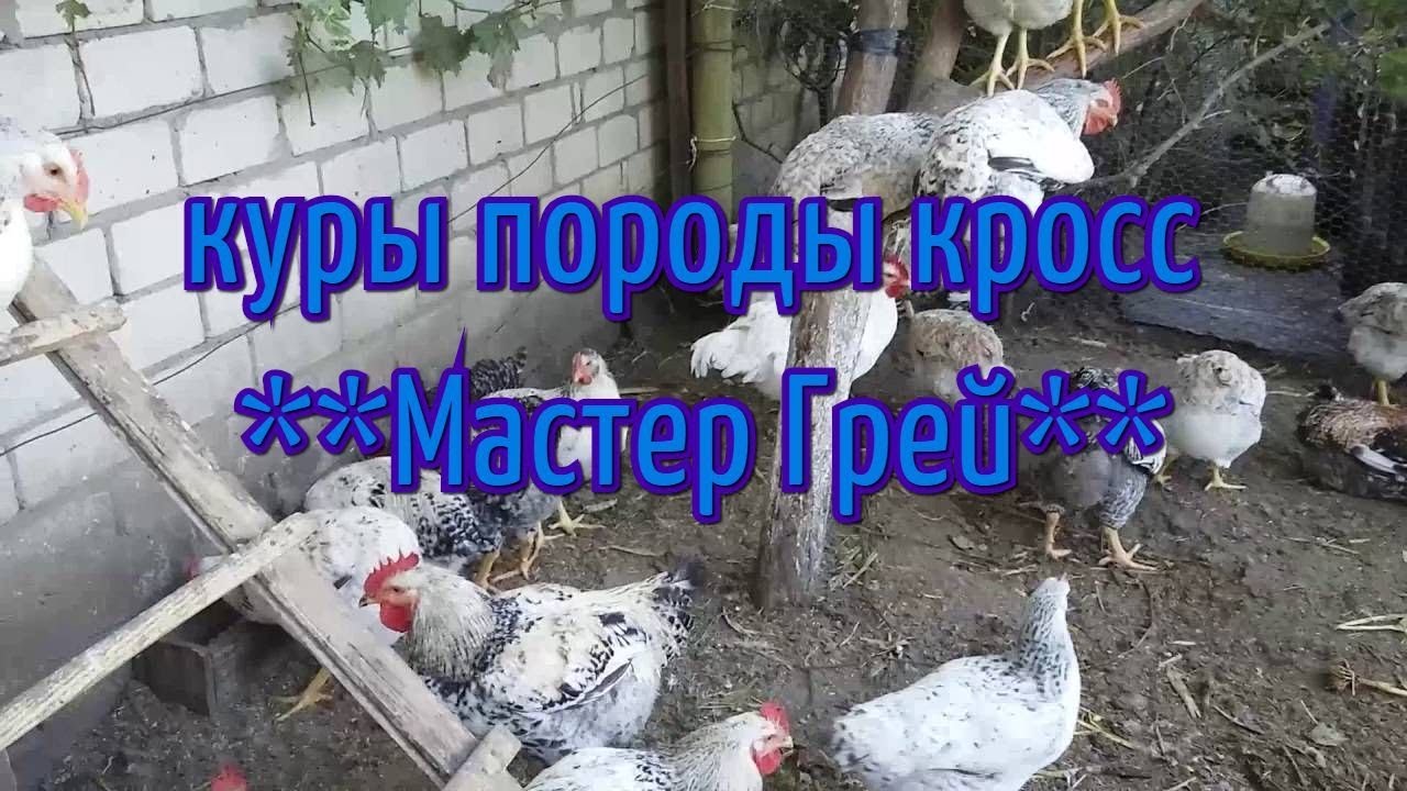 Куры Мастер Грей Фото