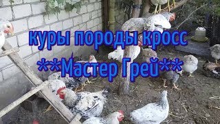 куры породы кросс Мастер Грей (цветной бройлер).