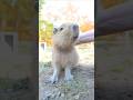Capybara-Jungtier bekommt Streicheleinheiten #zoo #capybara #capybaras