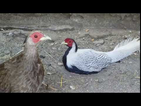 ვერცხლისფერი ხოხბები