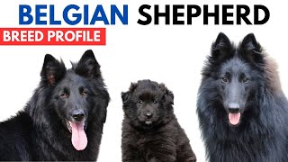 Belgian Shepherd Dog Breed Profile History  Price  Traits  Belgian Shepherd Dog Grooming Needs