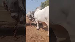 Northern Cow Mandi Visit | Biggest Cattle Market Tour #travel #vlog #Cowmarket