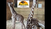 Johari Oliver Giraffe Cam Animal Adventure Park Youtube