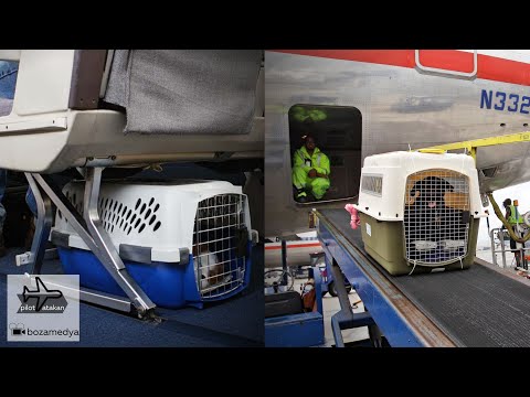 Video: Evcil hayvanlar Allegiant'ta uçabilir mi?