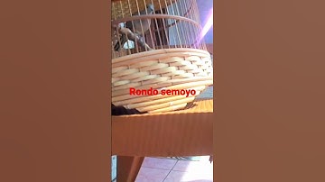 Rondo semoyo suara merdu #perkututlokalgacor #perkututandribirdfarm #shorts #short #perkutut