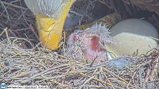 USS Bald Eagle Cam 1 on 4-7-24 @ 10:46:20 Welcome to the world USS 7.  Official Hatch confirmed