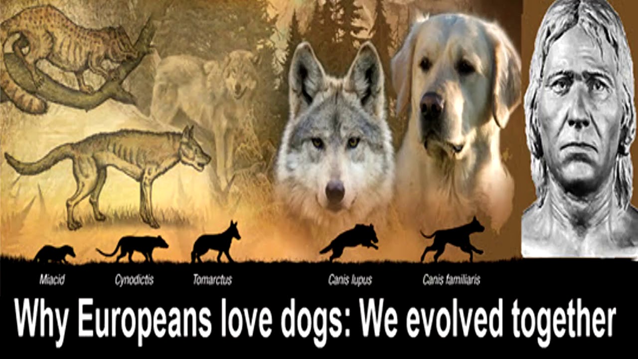 Why Europeans Love Dogs: We Evolved Together! - YouTube