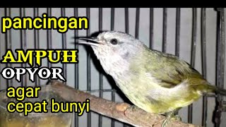 BURUNG OPYOR JAWA BETINA GACOR