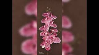 Premium Orchid Latex Premium Orchid Latex